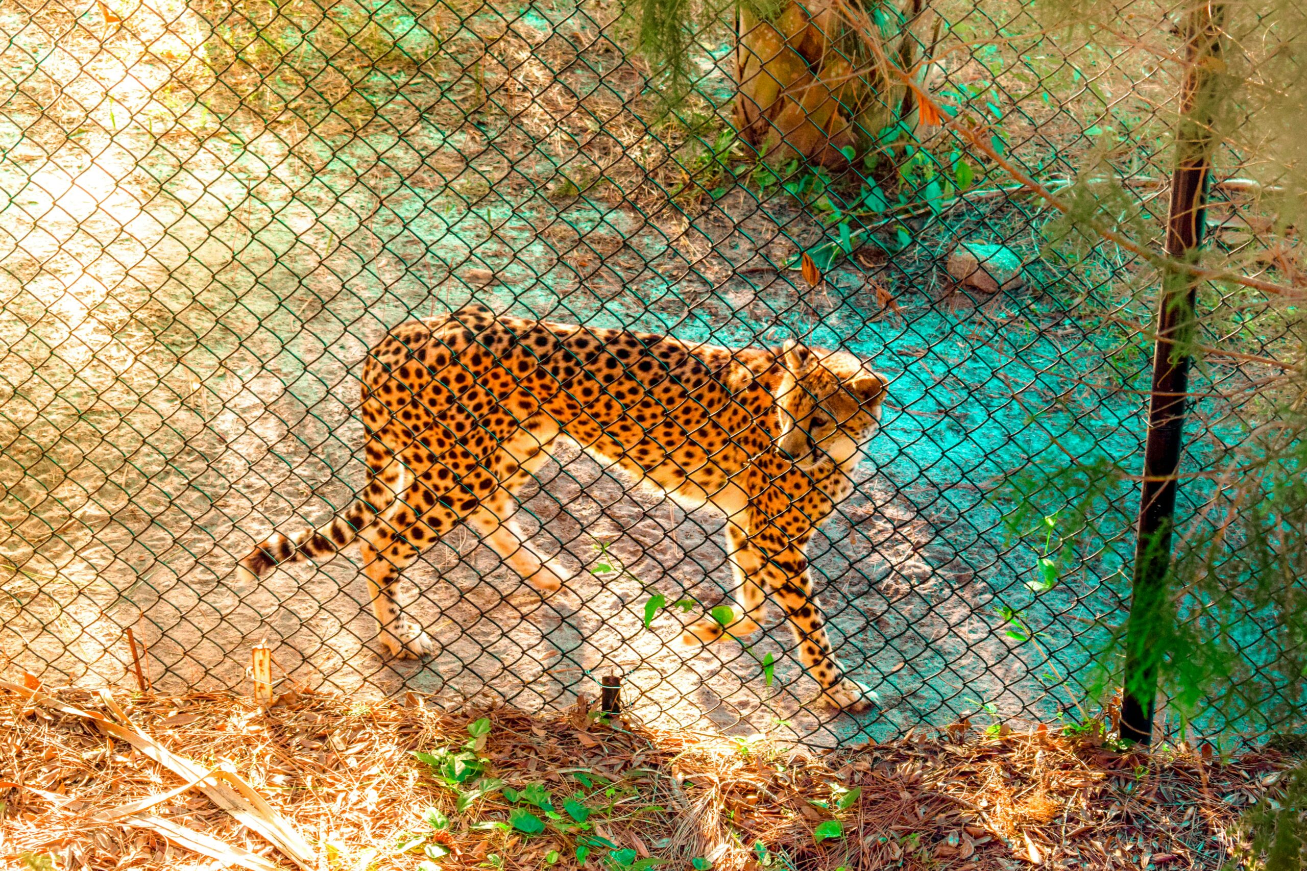 Gefangener Gepard im Zoo